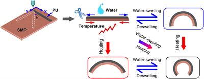 4D Printing Dual Stimuli-Responsive Bilayer Structure Toward Multiple Shape-Shifting